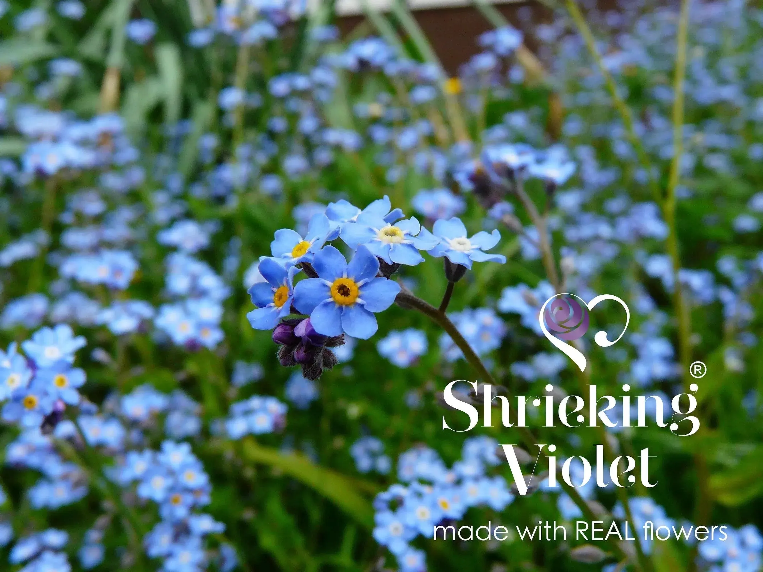 Moon & star necklace by Shrieking Violet® Sterling silver pendant with real forget-me-nots